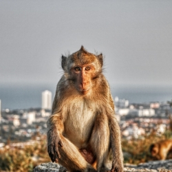 Hua Hin Citizen Images