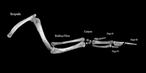 When is a bone not a bone? When is a bone not a bone?